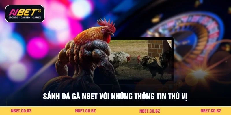Sảnh đá gà Nbet với những thông tin thú vị